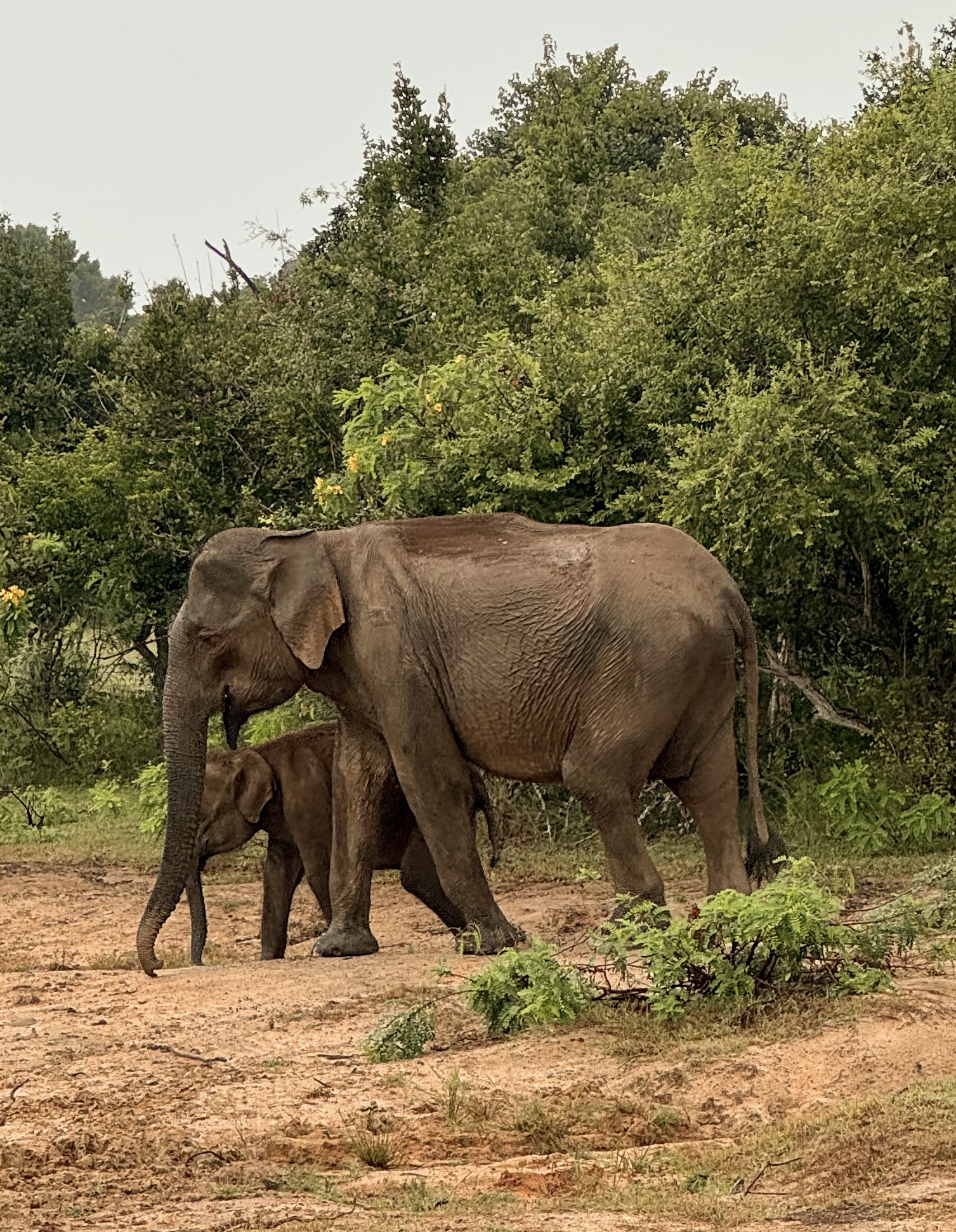 Safari elephant 